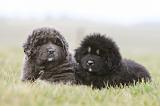 DOGUE DU TIBET 685